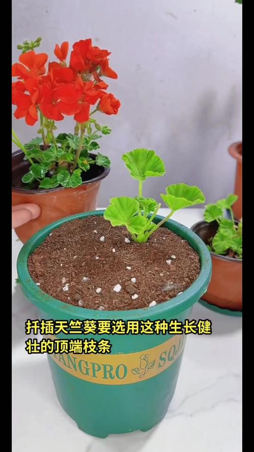天竺葵怎么浇水，天竺葵怎么浇水施肥-第2张图片-优品飞百科