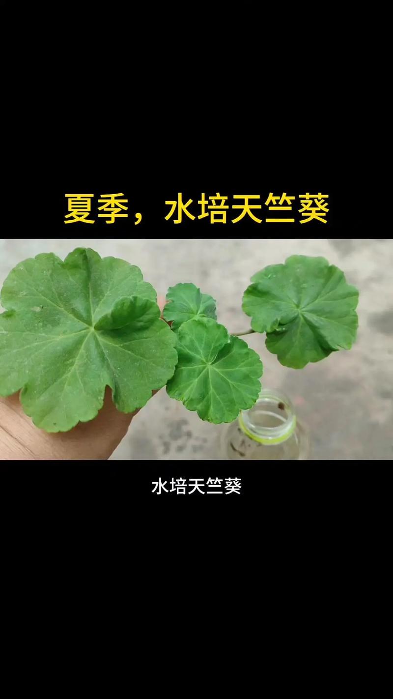 天竺葵怎么浇水，天竺葵怎么浇水施肥-第4张图片-优品飞百科