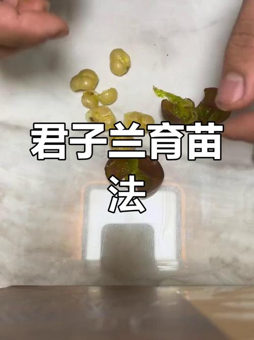 君子兰种子怎么种，君子兰怎么种植容易发芽-第2张图片-优品飞百科