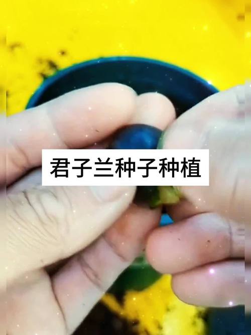 君子兰种子怎么种，君子兰怎么种植容易发芽-第5张图片-优品飞百科