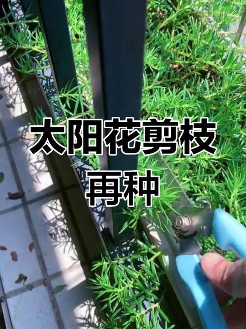 盆栽太阳花怎样过冬？太阳花怎么养过冬？