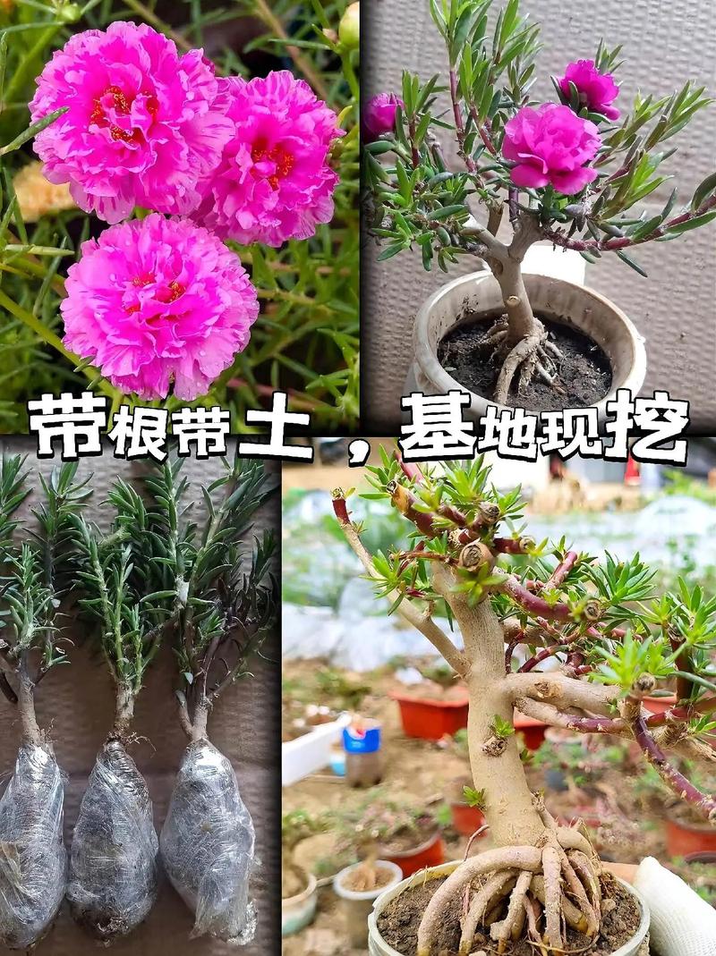 盆栽太阳花怎样过冬？太阳花怎么养过冬？-第2张图片-优品飞百科