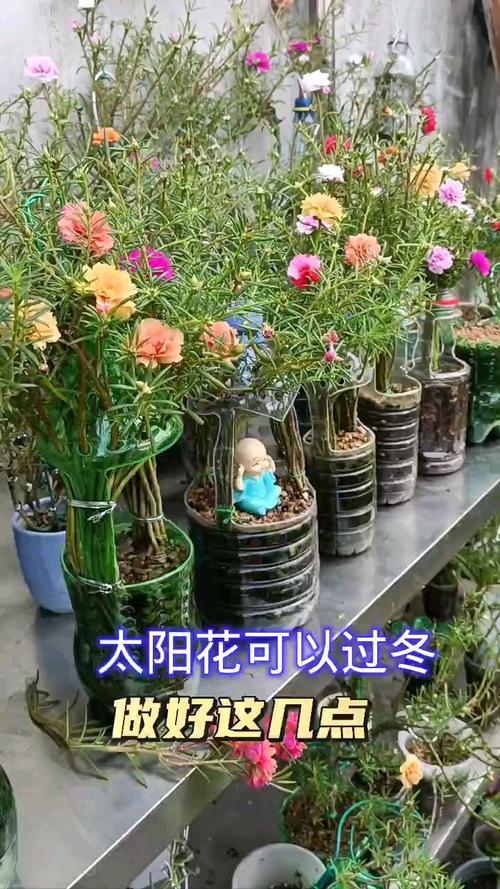 盆栽太阳花怎样过冬？太阳花怎么养过冬？-第3张图片-优品飞百科