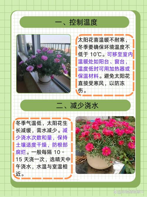 盆栽太阳花怎样过冬？太阳花怎么养过冬？-第6张图片-优品飞百科