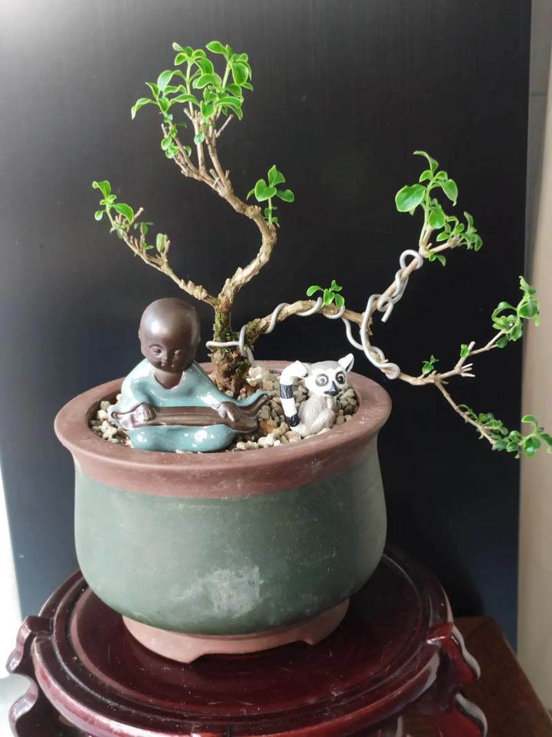 六月雪种子怎么种，六月雪种子怎么种植方法