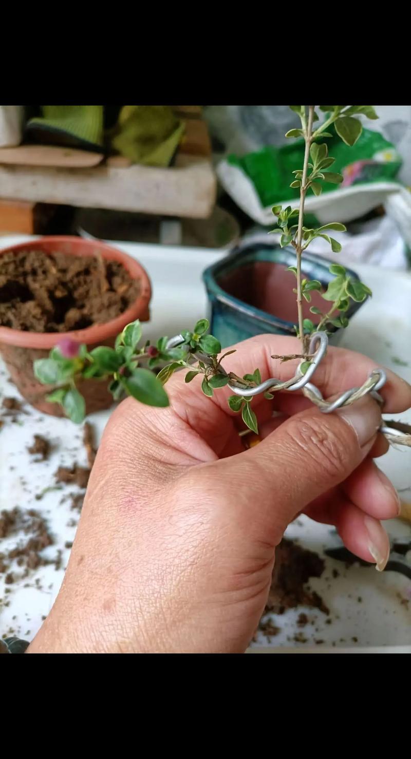 六月雪种子怎么种，六月雪种子怎么种植方法-第4张图片-优品飞百科
