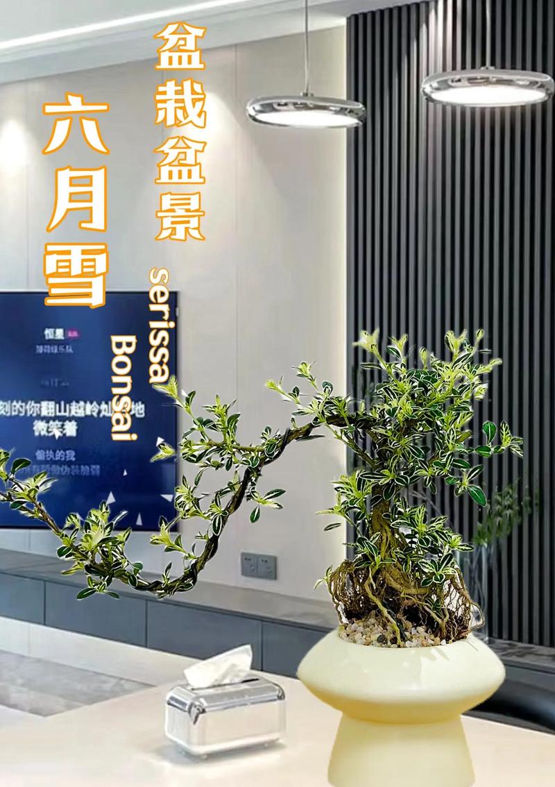 六月雪种子怎么种，六月雪种子怎么种植方法-第7张图片-优品飞百科