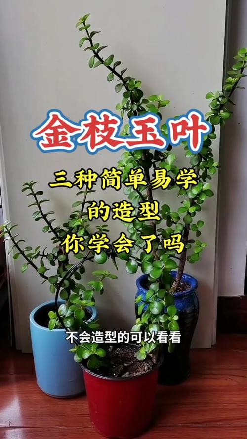 金枝玉叶怎么养才能开花，金枝玉叶怎么养 盆栽？