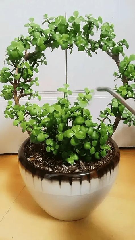金枝玉叶怎么养才能开花，金枝玉叶怎么养 盆栽？-第3张图片-优品飞百科
