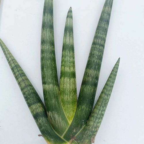 棒叶虎尾兰怎么长直？棒叶虎尾兰怎样长的直？