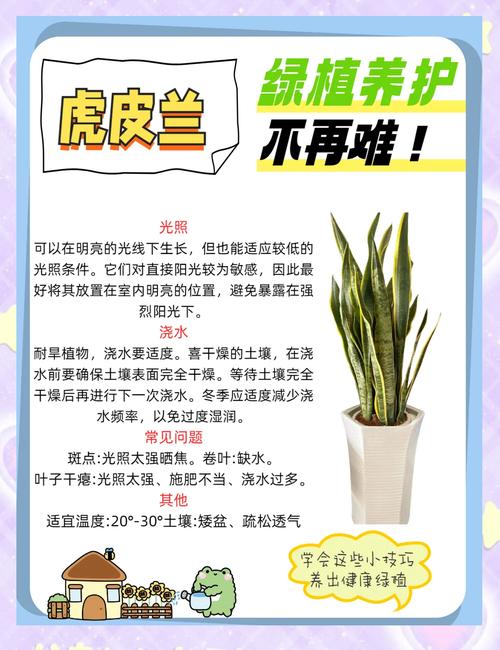 棒叶虎尾兰怎么长直？棒叶虎尾兰怎样长的直？-第3张图片-优品飞百科