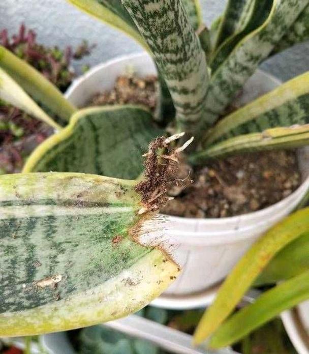 棒叶虎尾兰怎么长直？棒叶虎尾兰怎样长的直？-第4张图片-优品飞百科