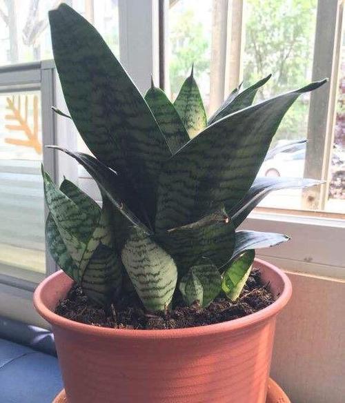 棒叶虎尾兰怎么长直？棒叶虎尾兰怎样长的直？-第5张图片-优品飞百科