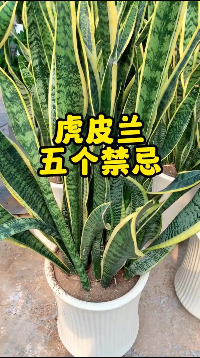 棒叶虎尾兰怎么长直？棒叶虎尾兰怎样长的直？-第7张图片-优品飞百科