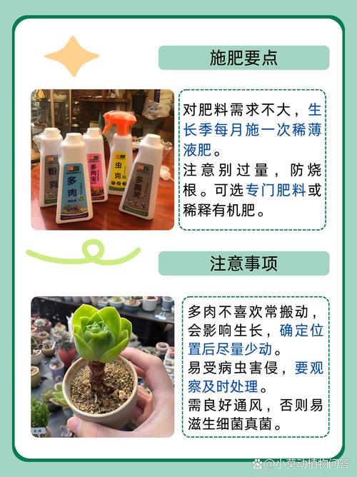 艾伦多肉怎么养？艾伦多肉养殖方法和注意事项？