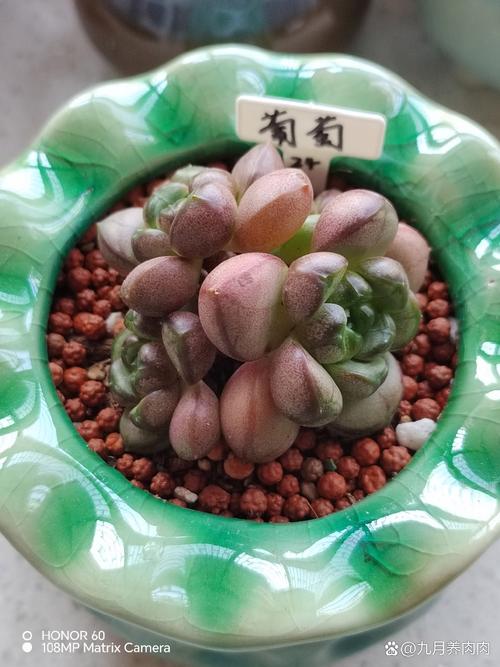 艾伦多肉怎么养？艾伦多肉养殖方法和注意事项？-第3张图片-优品飞百科