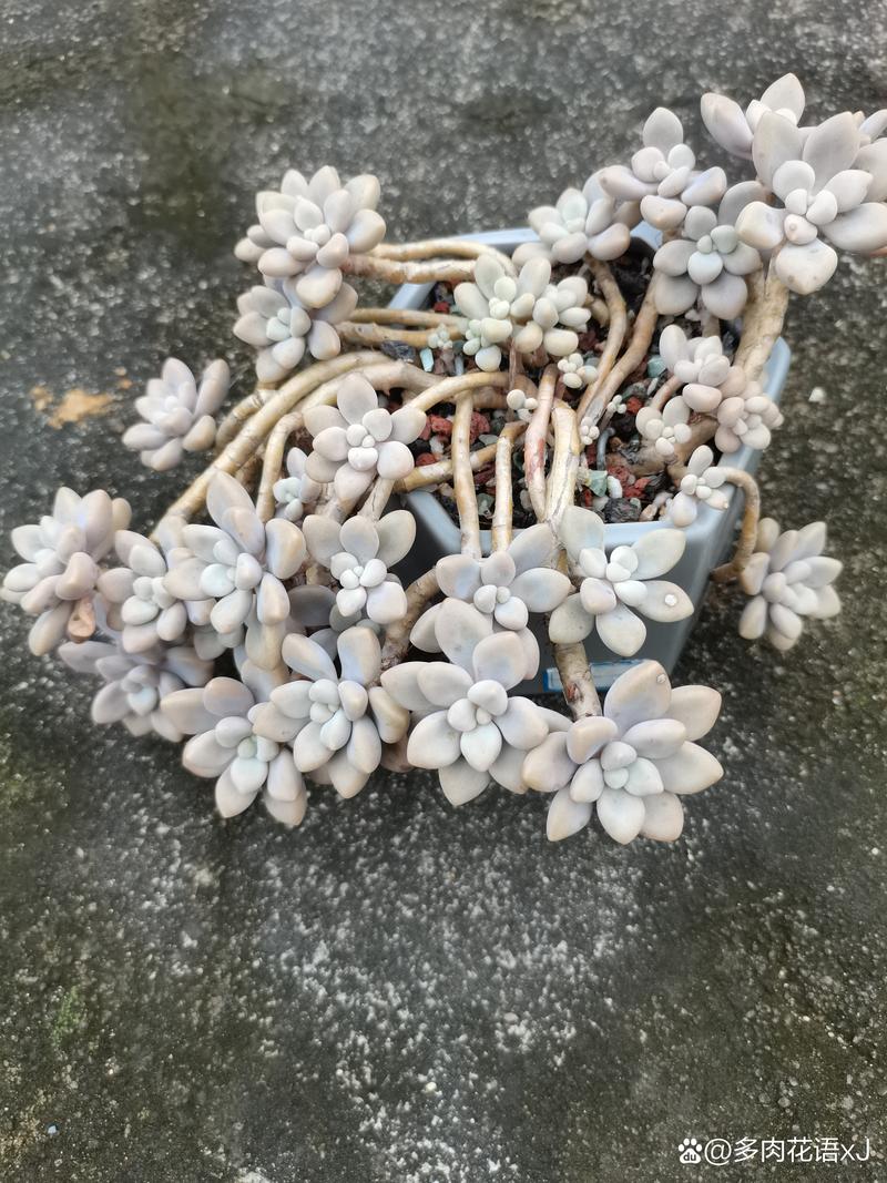 艾伦多肉怎么养？艾伦多肉养殖方法和注意事项？-第5张图片-优品飞百科