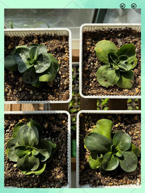 洋桔梗秋天怎么养，洋桔梗秋天开花吗？-第3张图片-优品飞百科