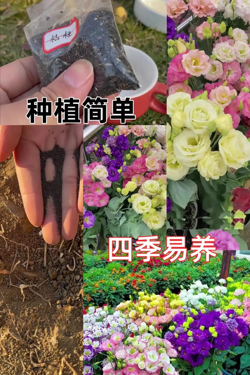 洋桔梗秋天怎么养，洋桔梗秋天开花吗？-第5张图片-优品飞百科