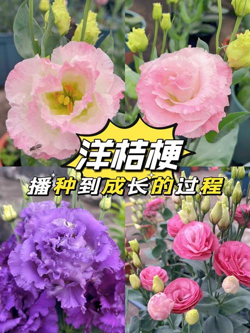 洋桔梗秋天怎么养，洋桔梗秋天开花吗？-第6张图片-优品飞百科