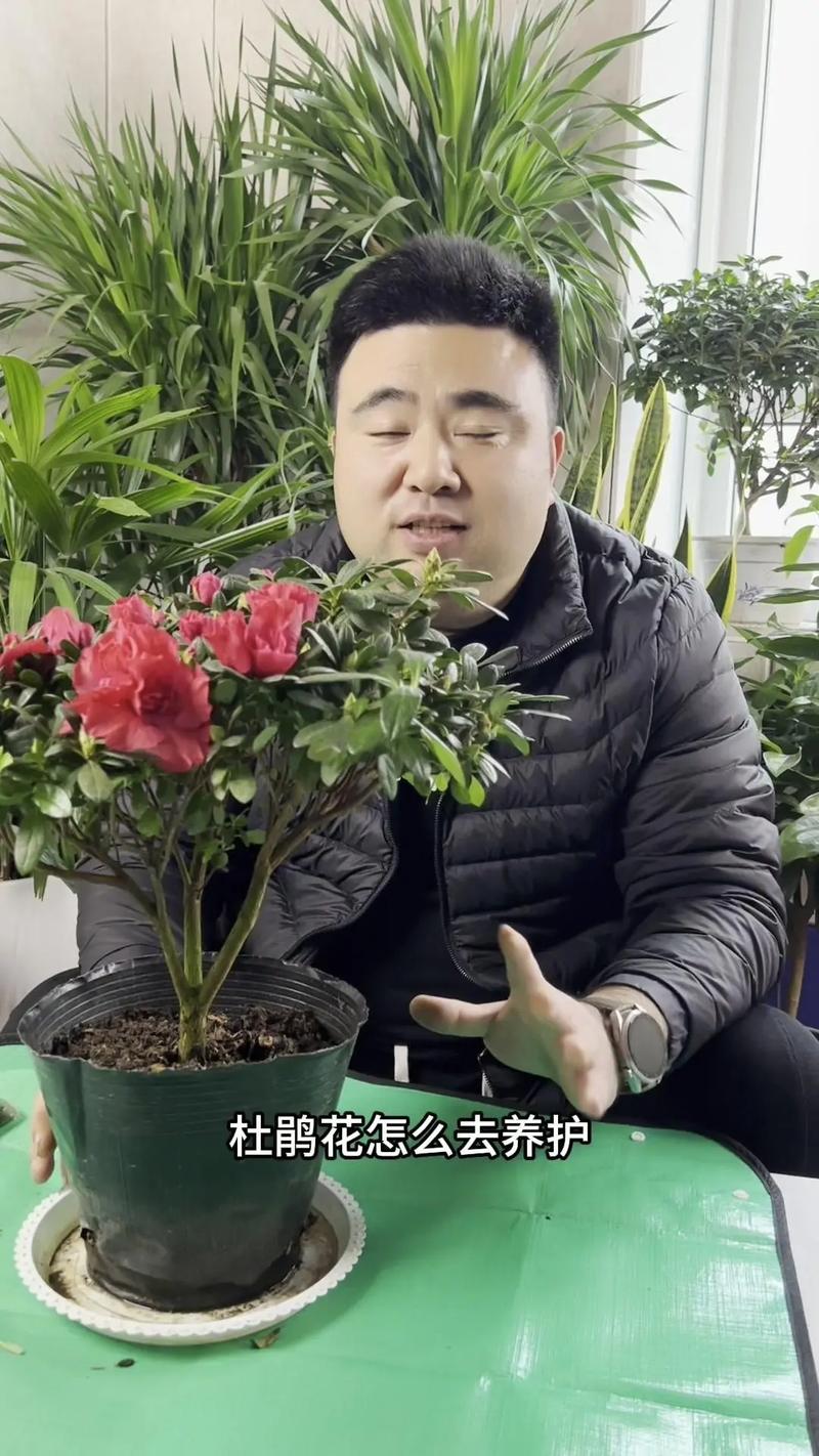 杜鹃小苗怎样栽成活率高,杜鹃花小苗?-第4张图片-优品飞百科 杜鹃小苗怎样栽成活率高,杜鹃花小苗?-第4张图片-优品飞百科