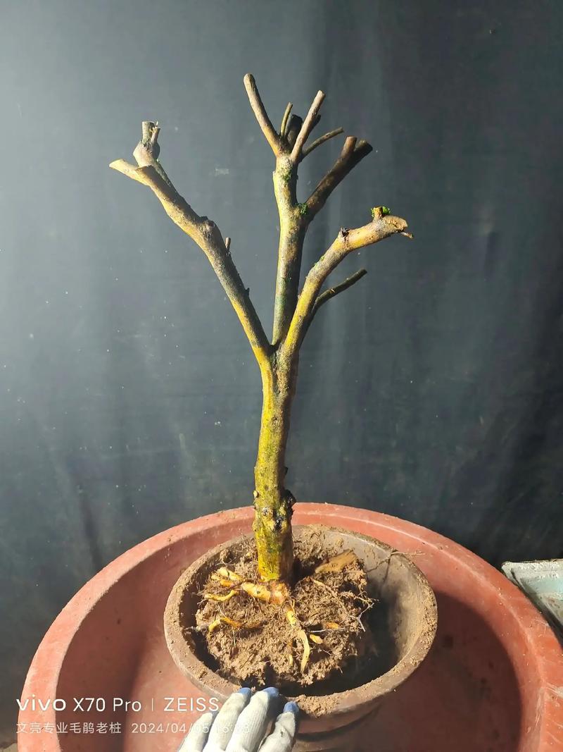 杜鹃小苗怎样栽成活率高,杜鹃花小苗?-第5张图片-优品飞百科 杜鹃小苗怎样栽成活率高,杜鹃花小苗?-第5张图片-优品飞百科