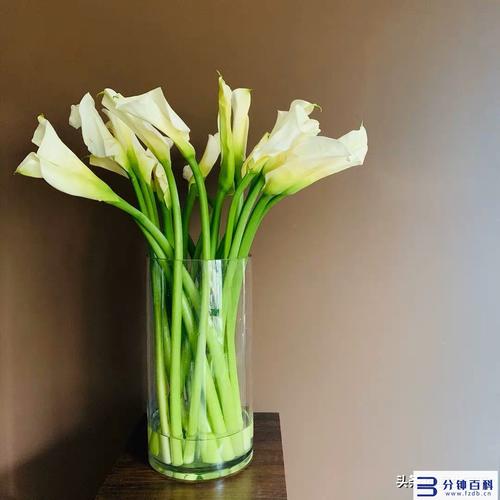 新买的马蹄莲怎么养？刚买回来的马蹄莲怎样养？-第2张图片-优品飞百科