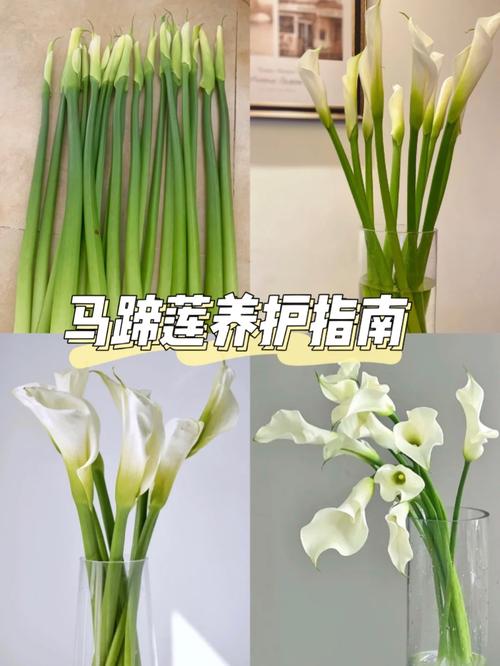 新买的马蹄莲怎么养？刚买回来的马蹄莲怎样养？-第3张图片-优品飞百科