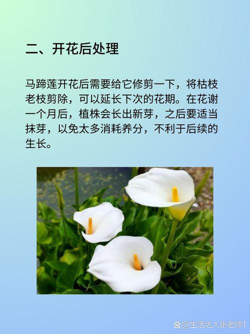 新买的马蹄莲怎么养？刚买回来的马蹄莲怎样养？-第5张图片-优品飞百科