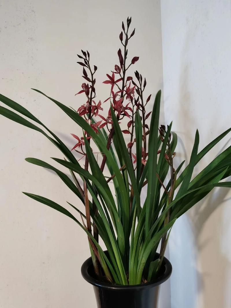 墨兰如何催花，墨兰怎么施肥才开花-第4张图片-优品飞百科