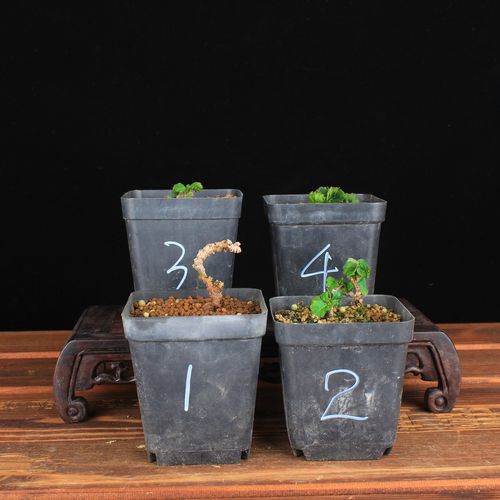 爬山虎盆栽怎么养，爬山虎植物盆栽怎么养？-第3张图片-优品飞百科