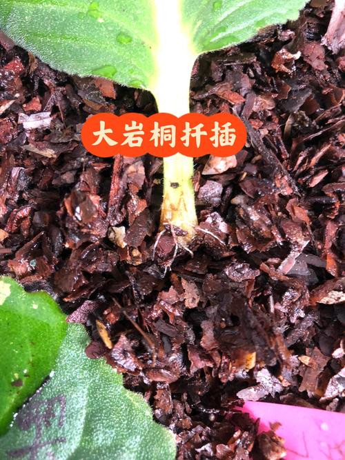 大岩桐怎么繁殖？大岩桐怎么繁殖最快？-第2张图片-优品飞百科