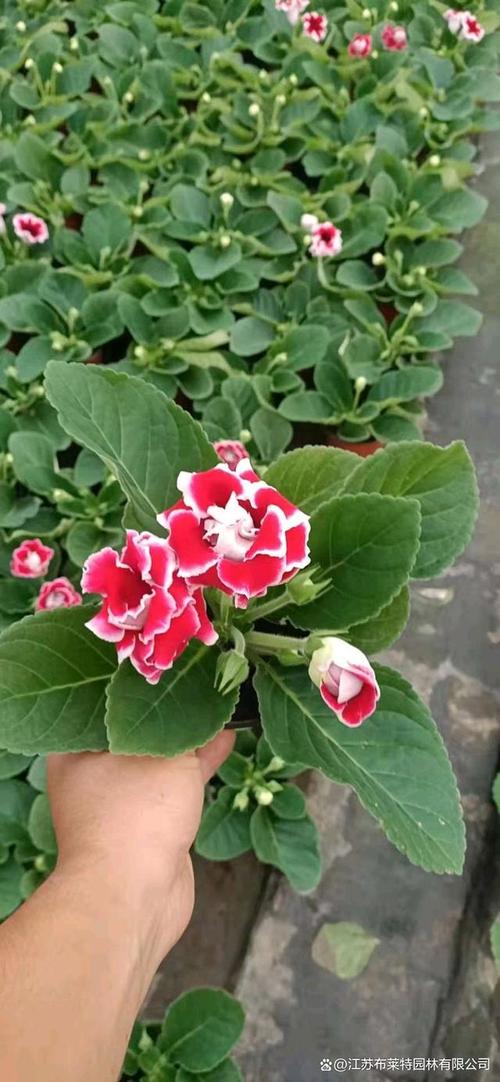 大岩桐怎么繁殖？大岩桐怎么繁殖最快？-第5张图片-优品飞百科