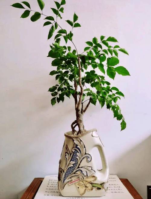 酒瓶毛巾变花盆，毛巾拧瓶盖的原理-第5张图片-优品飞百科
