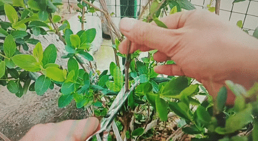 金银花怎么繁殖？金银花怎么繁殖后代？-第2张图片-优品飞百科