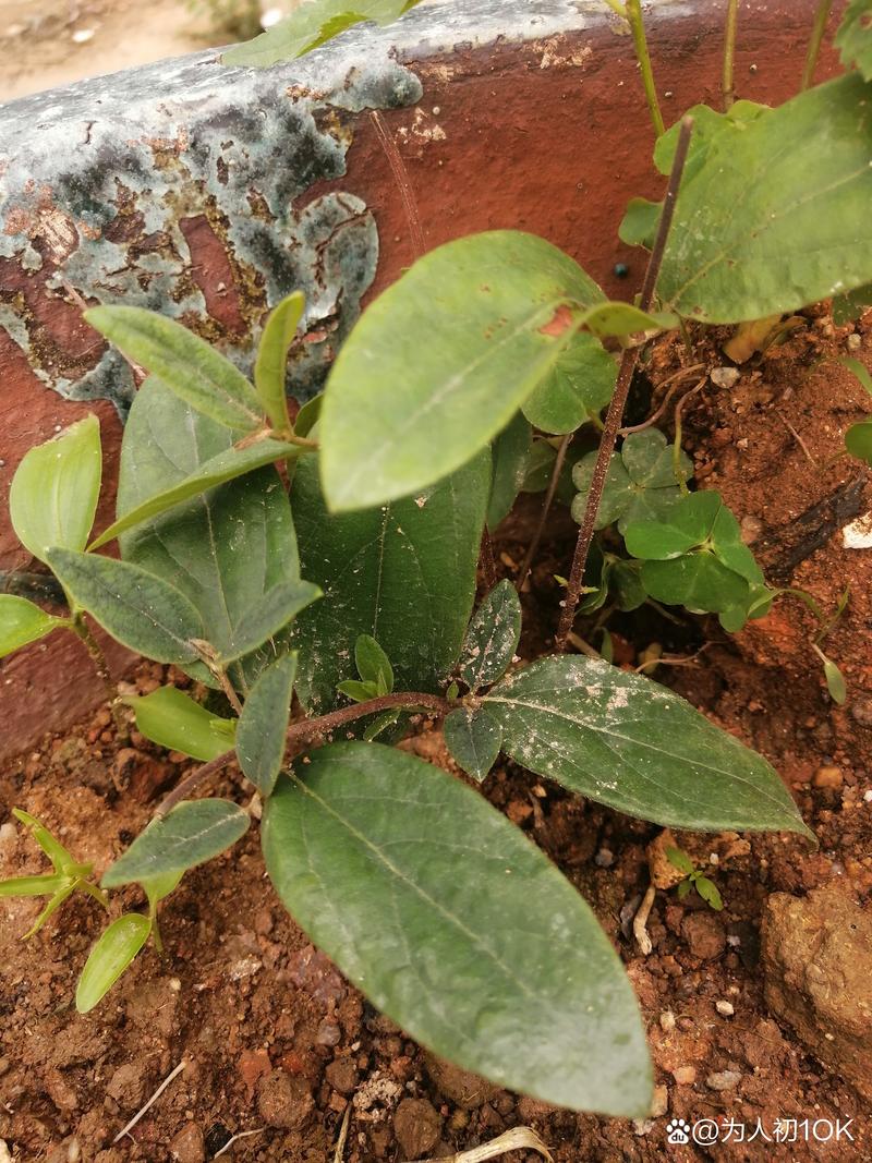 金银花怎么繁殖？金银花怎么繁殖后代？-第3张图片-优品飞百科