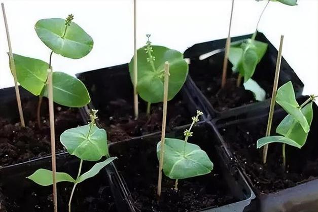 金银花怎么繁殖？金银花怎么繁殖后代？-第5张图片-优品飞百科