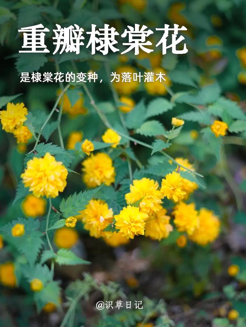 棣棠花怎么繁殖，棣棠花繁殖可以水培吗