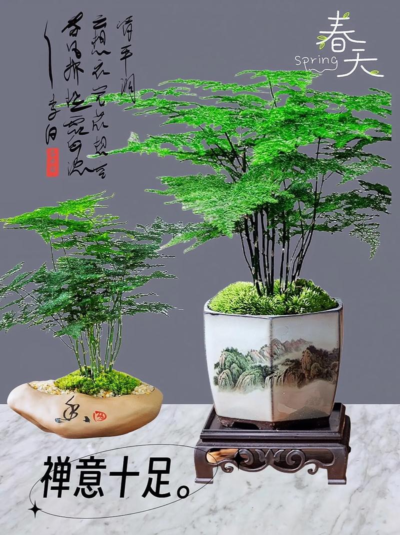 云竹盆景怎么养,云竹盆景养护-第3张图片-优品飞百科 云竹盆景怎么养,云竹盆景养护-第3张图片-优品飞百科