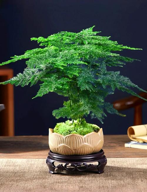 云竹盆景怎么养,云竹盆景养护-第5张图片-优品飞百科 云竹盆景怎么养,云竹盆景养护-第5张图片-优品飞百科
