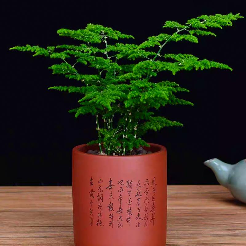 云竹盆景怎么养,云竹盆景养护-第4张图片-优品飞百科 云竹盆景怎么养,云竹盆景养护-第4张图片-优品飞百科