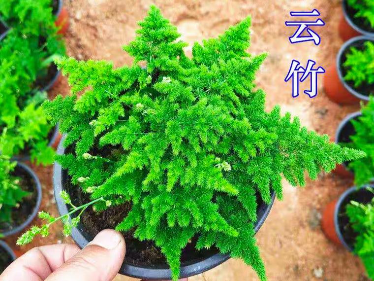 云竹盆景怎么养,云竹盆景养护-第6张图片-优品飞百科 云竹盆景怎么养,云竹盆景养护-第6张图片-优品飞百科