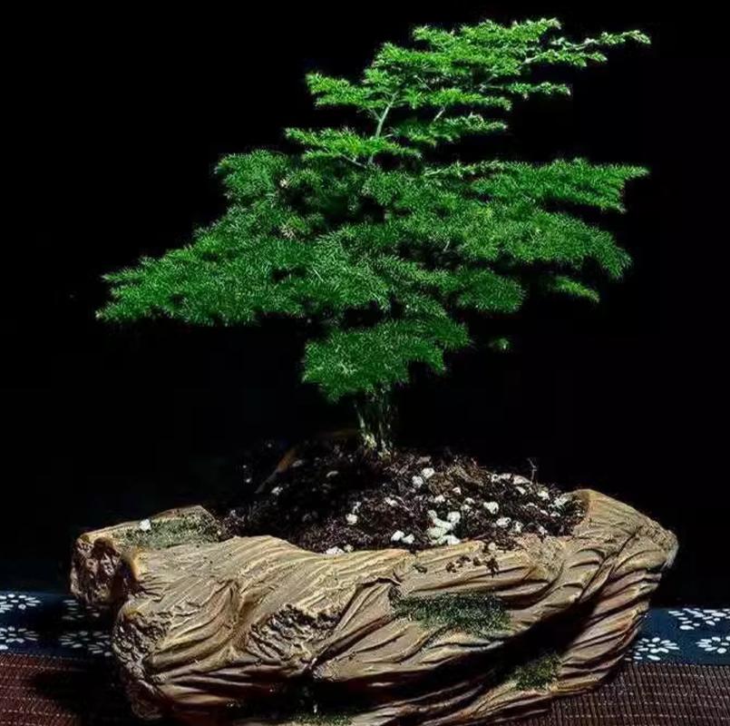 云竹盆景怎么养,云竹盆景养护-第8张图片-优品飞百科 云竹盆景怎么养,云竹盆景养护-第8张图片-优品飞百科