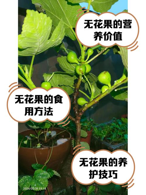 无花果套瓶里，无花果罐装？-第6张图片-优品飞百科