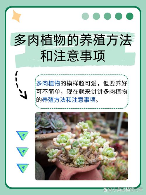 熊童子秋天怎么养，冬天养熊童子怎样服盆？-第2张图片-优品飞百科