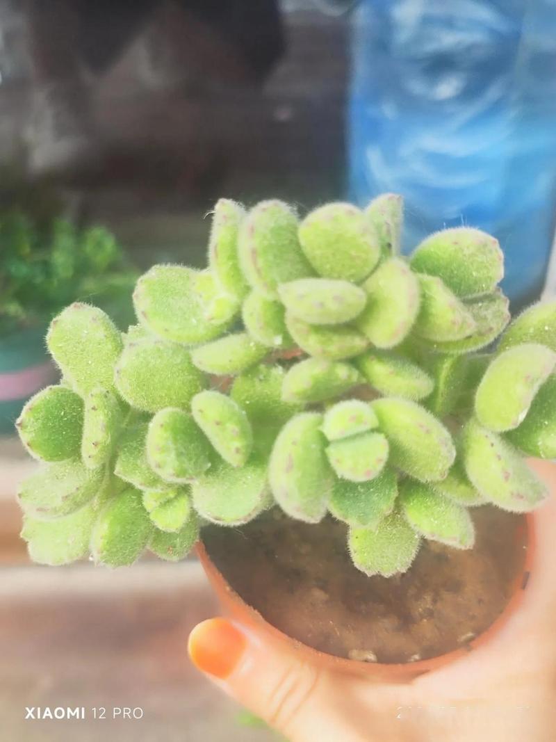 熊童子秋天怎么养，冬天养熊童子怎样服盆？-第8张图片-优品飞百科