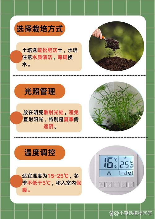 养水竹的方法？养水竹的方法和技巧？