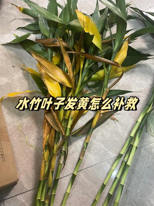 养水竹的方法？养水竹的方法和技巧？-第4张图片-优品飞百科