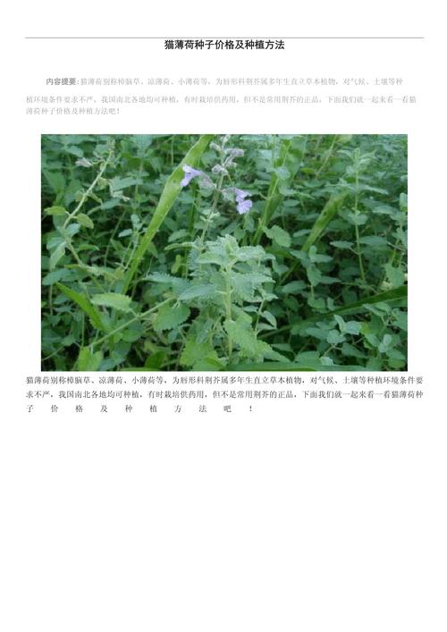 猫薄荷的养殖方法和注意事项，猫薄荷的养护方法-第2张图片-优品飞百科
