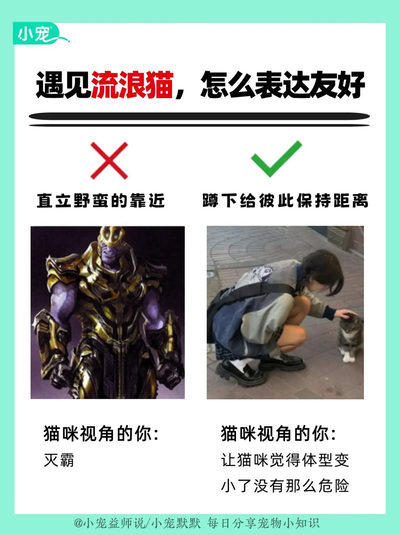 猫薄荷的养殖方法和注意事项，猫薄荷的养护方法-第3张图片-优品飞百科